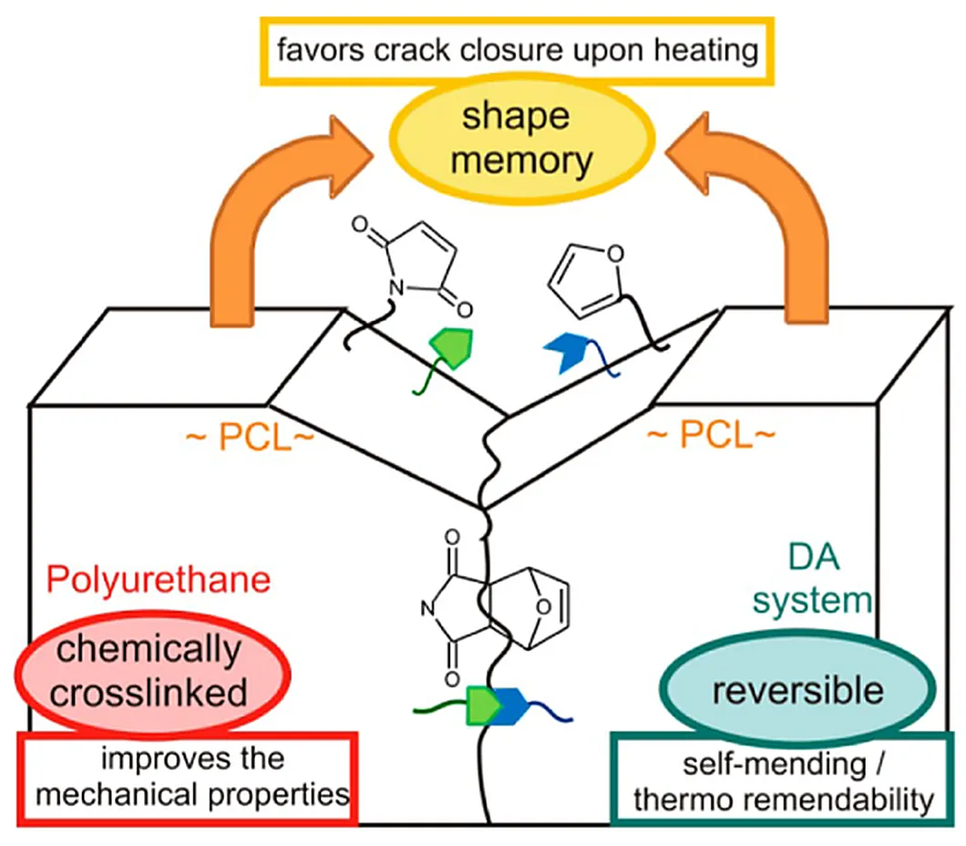Diagram of the self-healing polymer network: a chemically crosslinked polyurethane phase for mechanical strength, a reversible Diels-Alder system for self-mending, and shape memory closing cracks on heating